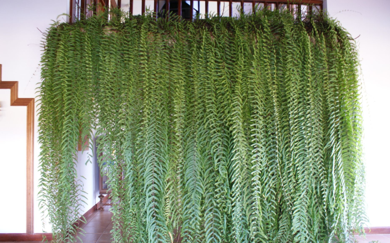 Cuidado com as Samambaias