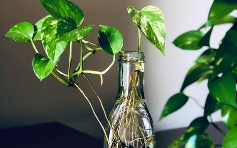 Planta jibóia na água